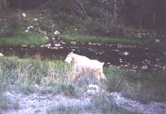 Rocky Mountain Goat